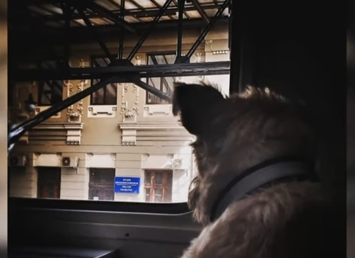 Четырехлапая проводница Николь работает на эвакуационном поезде: всегда знает, к кому подойти